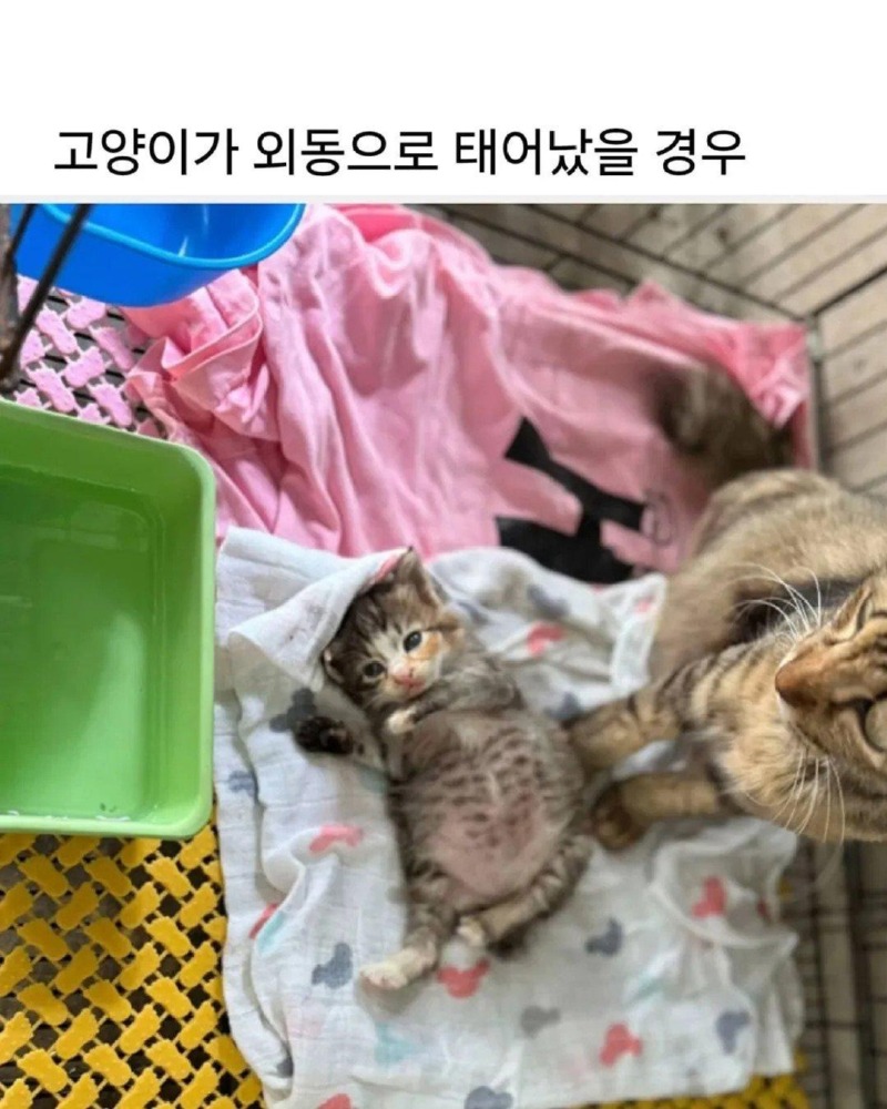 고영희1.jpg