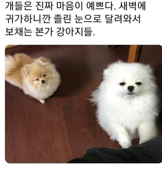 마음이 예쁜강아지.jpg